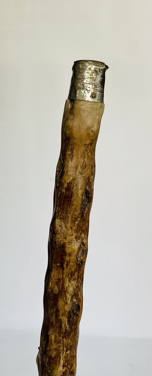 Walking Stick -photo-2